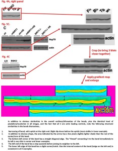 Donmez J Neurosci 4A5C4C