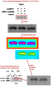 Donmez J Neurosci 6A5A